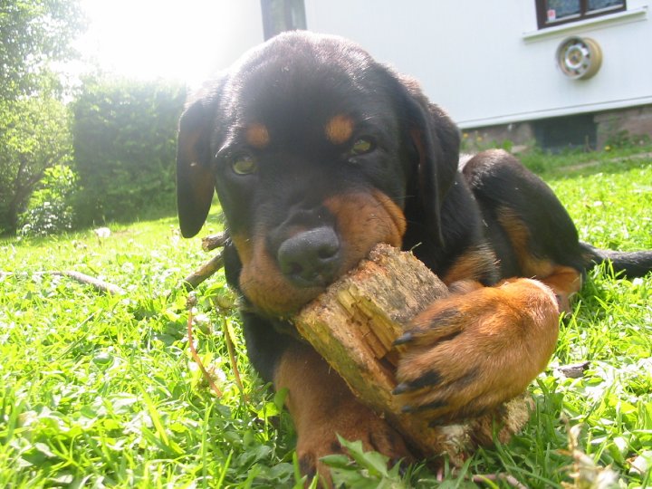 Ingeborgburger's tweet photo. Nero Carmensson 16.03.06 - 19.03.18
Thank you so much for everything, I'll love you forever baby 💗 https://t.co/Hjm0K940BA