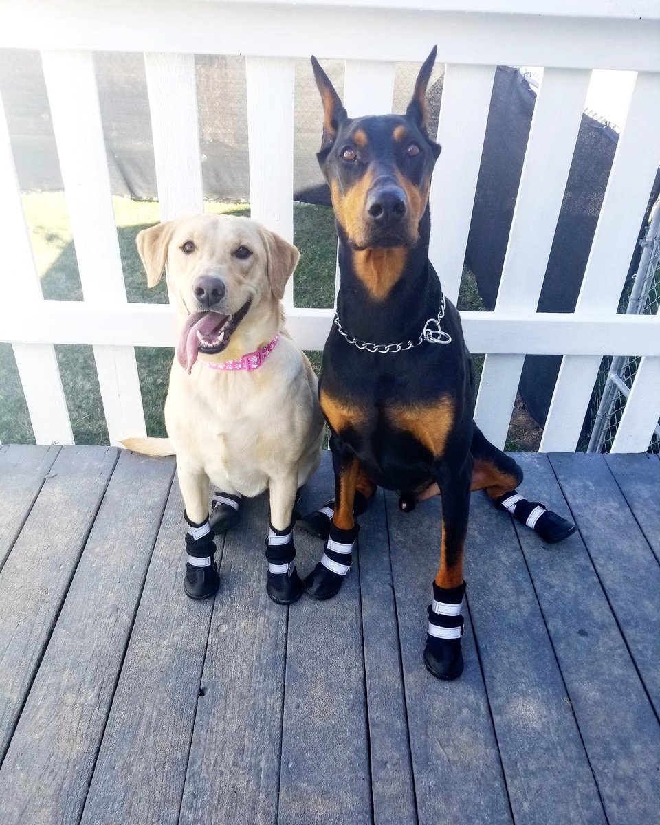 Happy #nationalpuppyday 🐾🐶
Checkout my page for a new blog post! .
.
.
#dogboots #dobermanpinscher #yellowlabrador #cutedogs #dogsoftwitter #dogsarelove