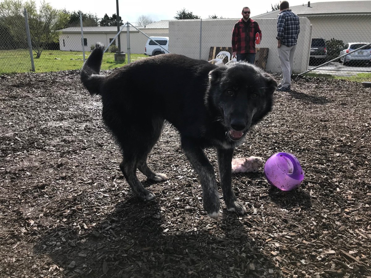 idealpositions's tweet photo. @googlepartners We had a blast playing with puppies for #NationalPuppyDay at the #HumboldtCountyAnimalShelter! #WeArePartners #Contest #PuppyLove #AdoptDontShop https://t.co/cI9UOA4bqJ