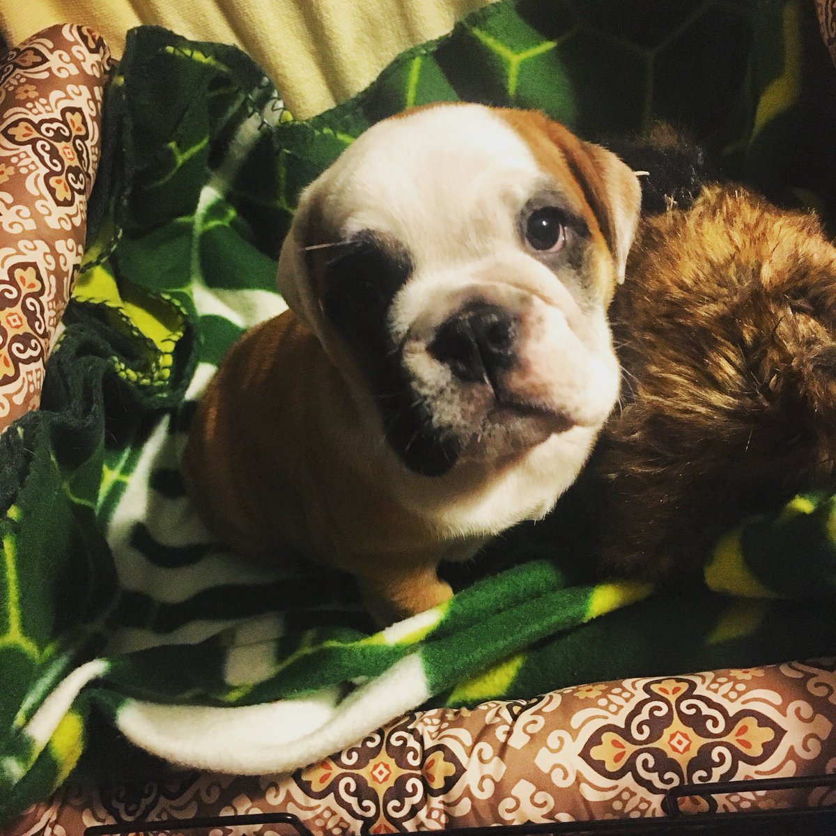 AMTrilogy's tweet photo. Lederhosen. #NationalPuppyDay #PTFCPets https://t.co/4lAzWzU7Tl