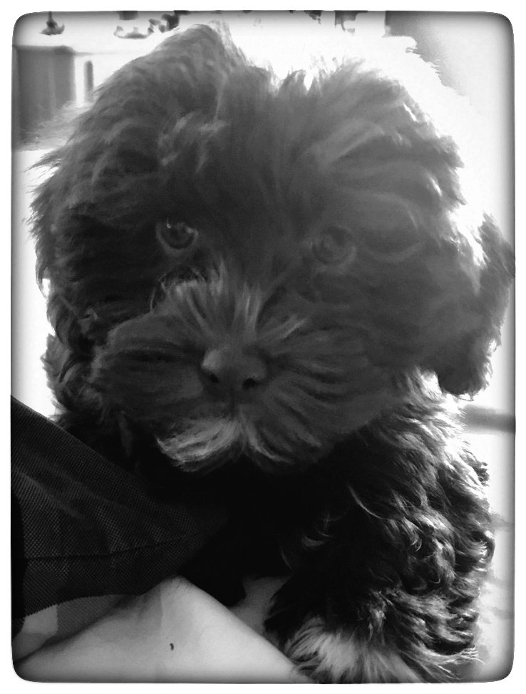 gwood1963's tweet photo. Happy National Puppy Day. We are blessed with two cuties, Madison and Murphy. 😀 https://t.co/E5e8KOn3cC