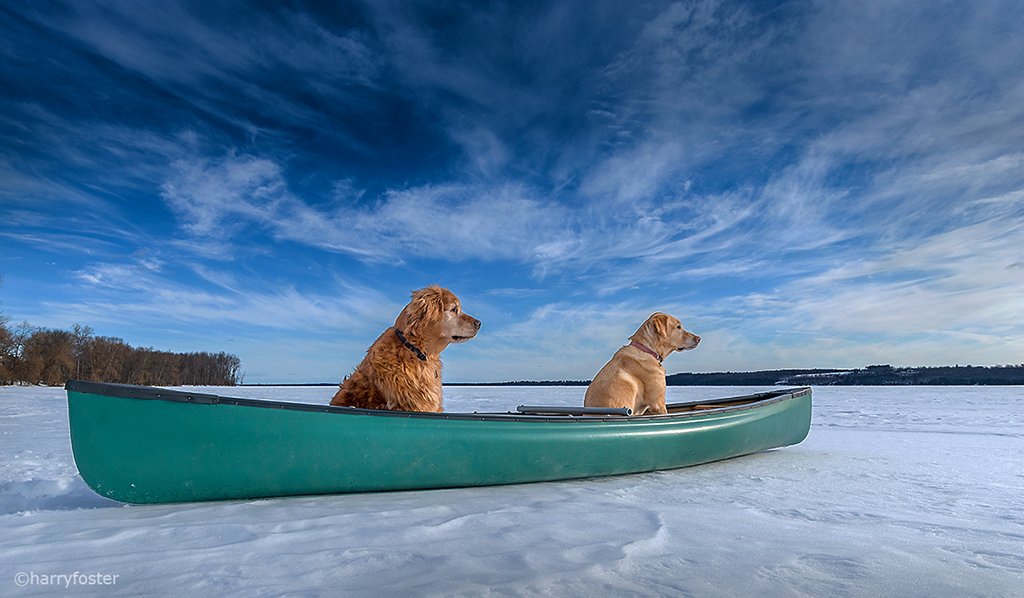 Last day looking after Mouka, so thought I would take him and Sophie for a canoe ride. They loved it, but said it was a tad slow.😉 #LabradorRetriever #goldenretriever #spring