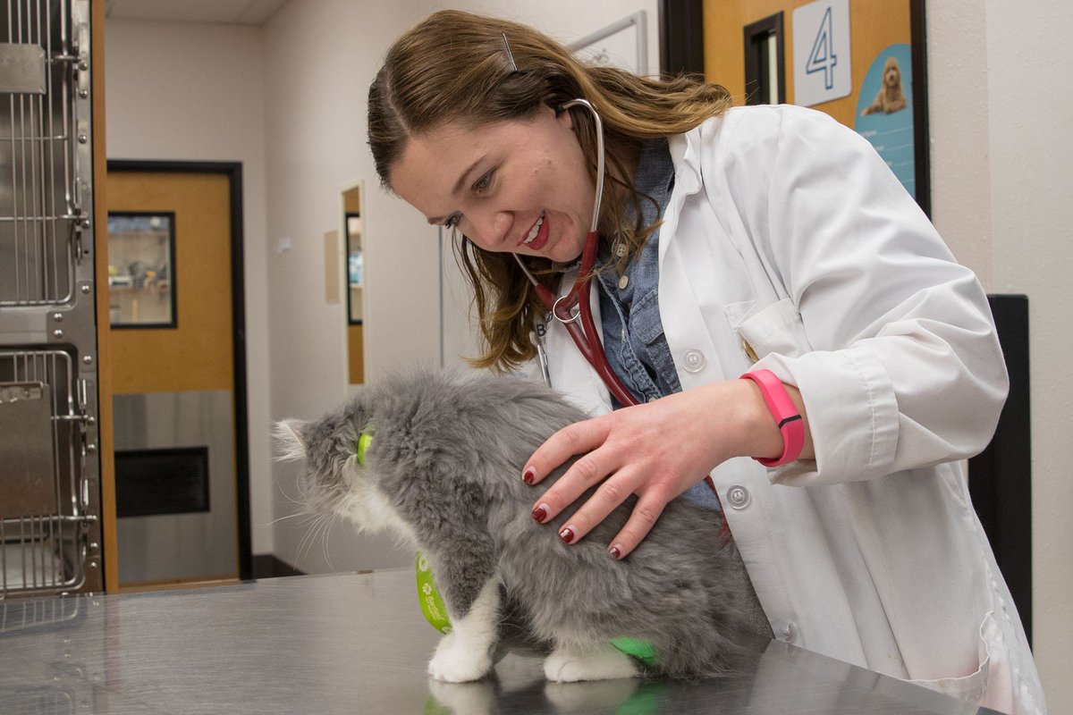 Vigilant care is a must when it comes to ensuring a kitten's optimal development and instilling vital preventive care habits! Learn more about the importance of a Kitten Wellness Plan here: banfield.com/pet-healthcare…