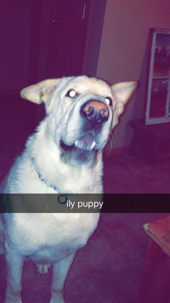 simplykenziec's tweet photo. National Puppy day from my fav boys #pullingmyheartstrings https://t.co/NeoaIEuPLl
