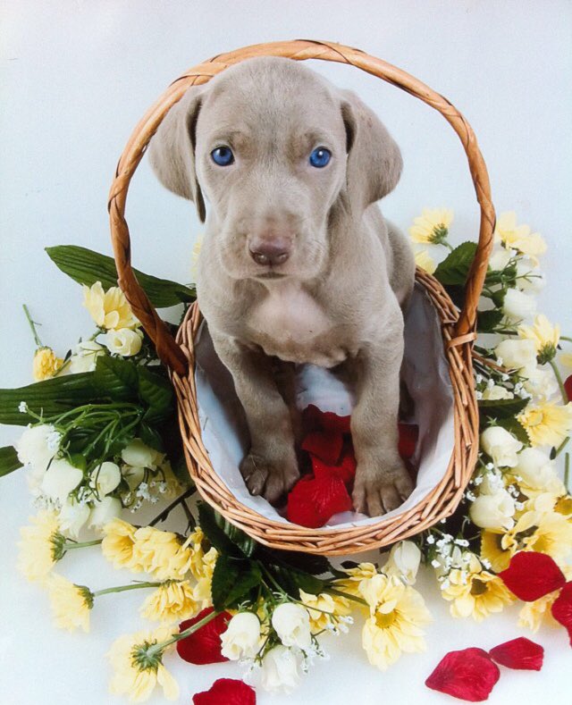 Shahoozny's tweet photo. @Davewardell #myboy #mygirl #ripOska #NationalPuppyDay https://t.co/xXWytKuLVe