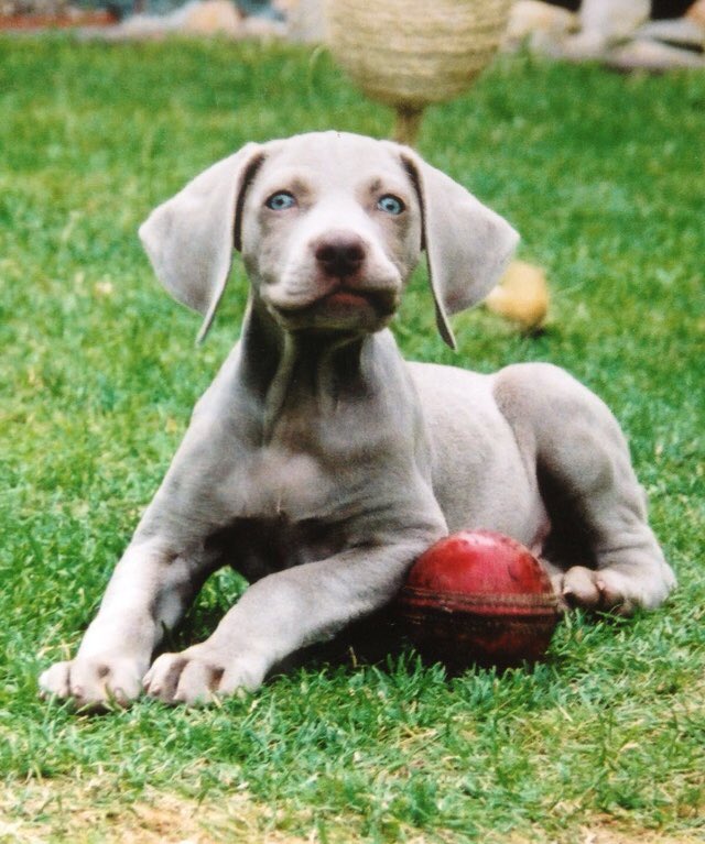 Shahoozny's tweet photo. @Davewardell #myboy #mygirl #ripOska #NationalPuppyDay https://t.co/xXWytKuLVe