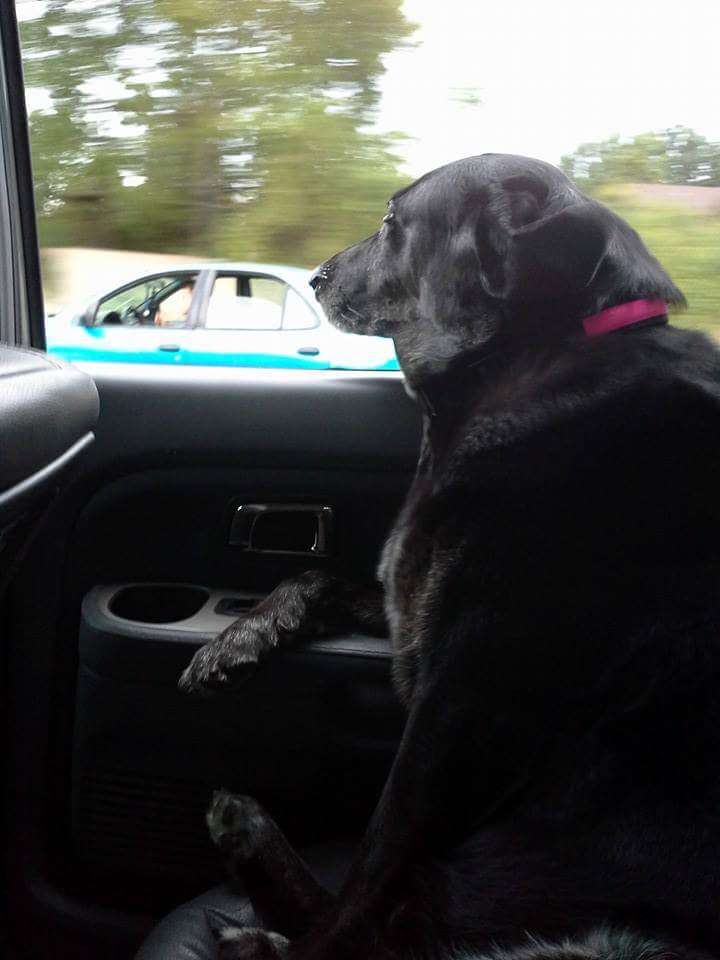 flyfishpat's tweet photo. My Daisy girl uses the armrest cause she's classy.  #NationalPuppyDay #dogsrule #blacklabs https://t.co/mfSUNvgDCz
