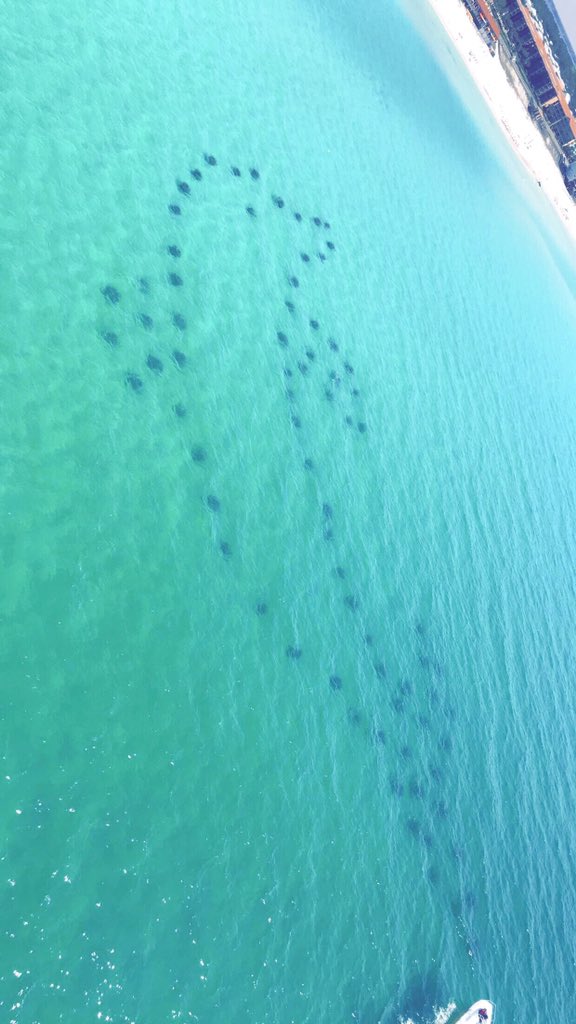 RentWaverunners's tweet photo. We will have #WaverunnerRentals starting April 1st in #MiramarBeach at #PompanoJoes @MiramarParasail https://t.co/UfYqwlCNr0