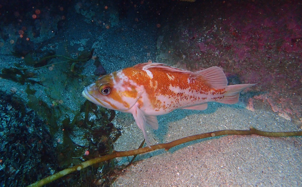 Celine_GRKN's tweet photo. Curious Copper Rockfish from Monastery Beach in Carmel, CA. Monastery is more of a shore dive sport for intermediate to advance divers. The entry and exit are pretty challenging when there is some swell. Always enter/exit from the left side. #scubadiving #carmel #california #dive https://t.co/aa2rnyO6kN