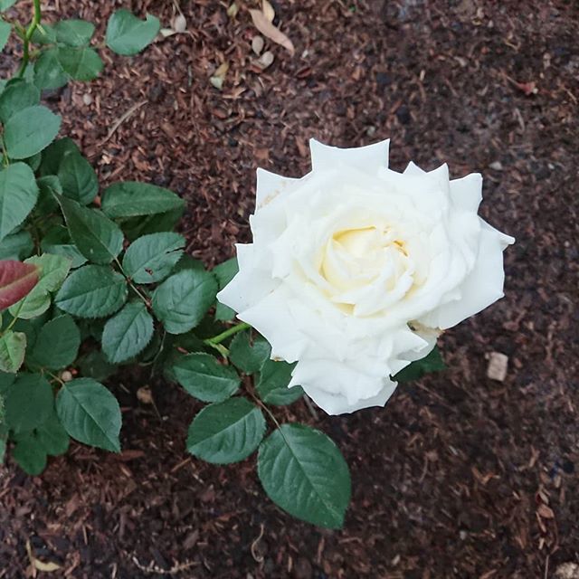 EndersbyArt's tweet photo. Just finished mulching the roses with my new favourite product #whoflungdung as the beautiful rain started #perfecttiming #inmygarden #popejohnpauliirose #mulching #neutrog https://t.co/pNnR1F079z https://t.co/BriHSUrlkK