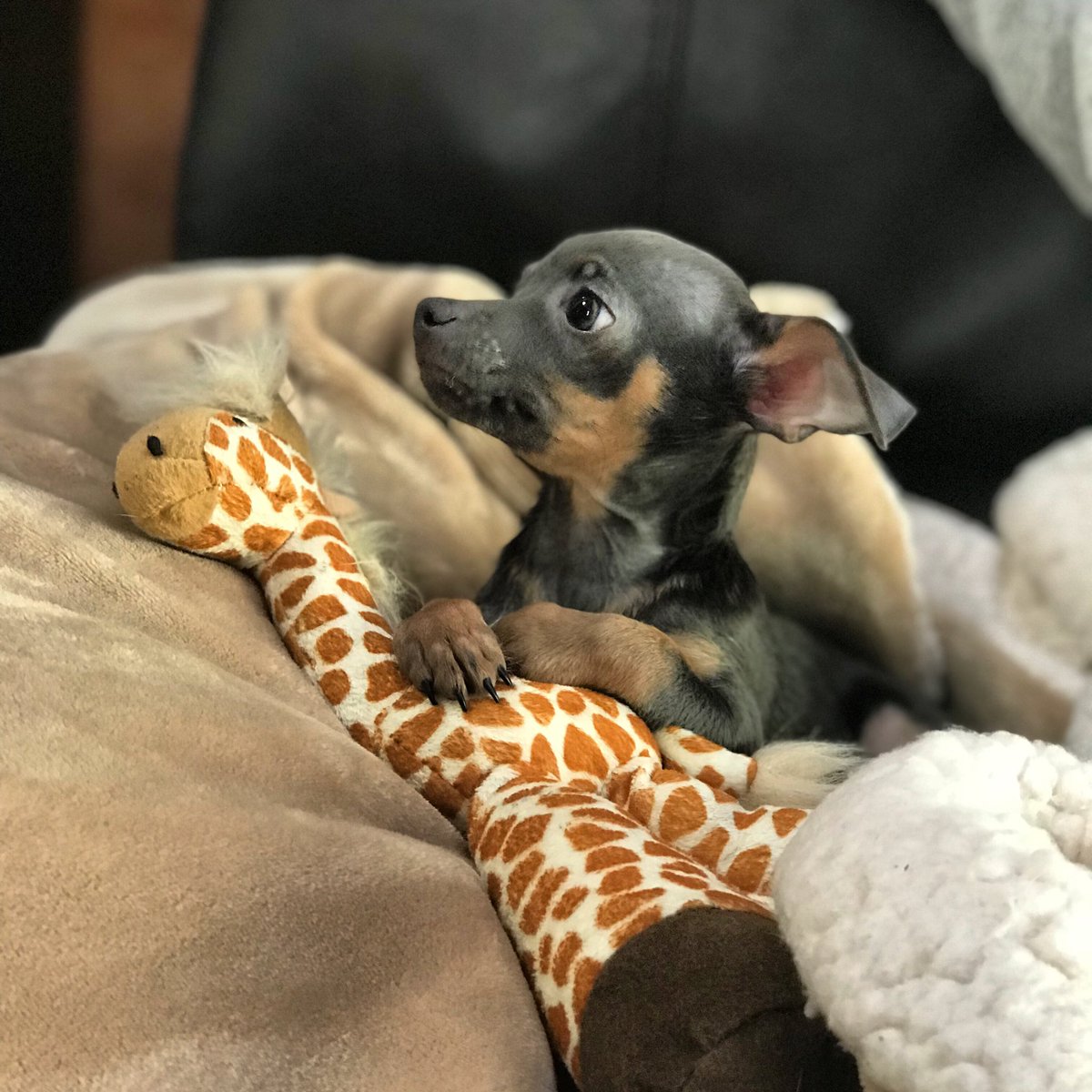 Mayor Guy Fieri tweet media