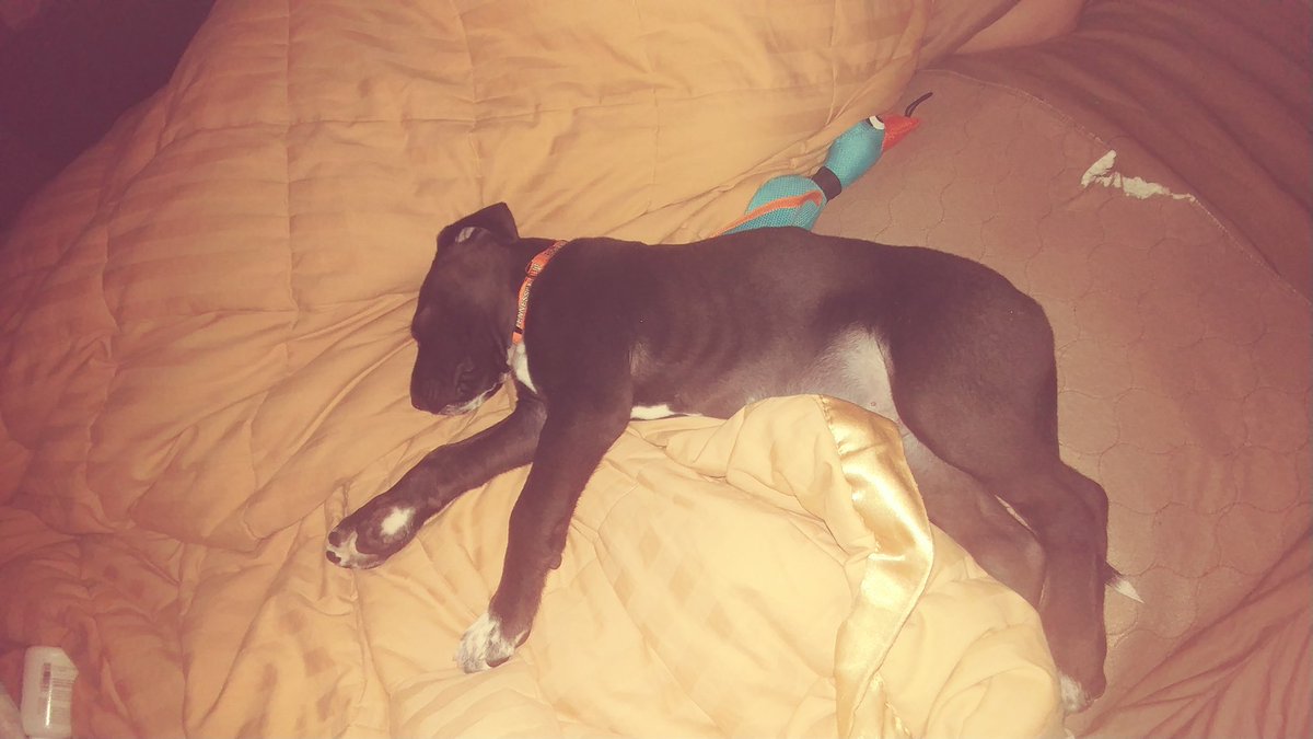 Steelernation9z's tweet photo. @ZakkWyldeBLS Hey Zakk, huge fan, I named my European Great Dane Asbjorn's Black Label Loki Wylde! GIFD SDMF BLS FOREVER BROTHER! https://t.co/Tpu0DQIhkr