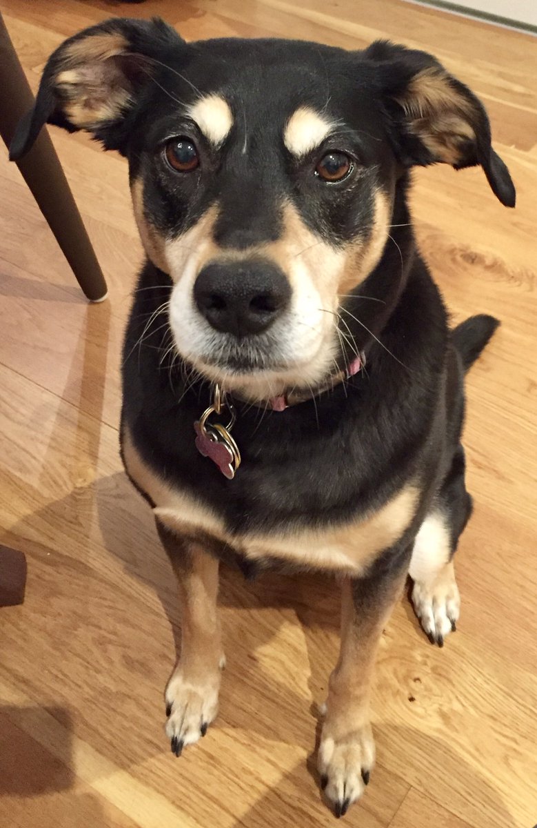 KacyTheDog's tweet photo. Happy #NationalPuppyDay ❤️ @KacyTheDog https://t.co/IDBqKbspsc