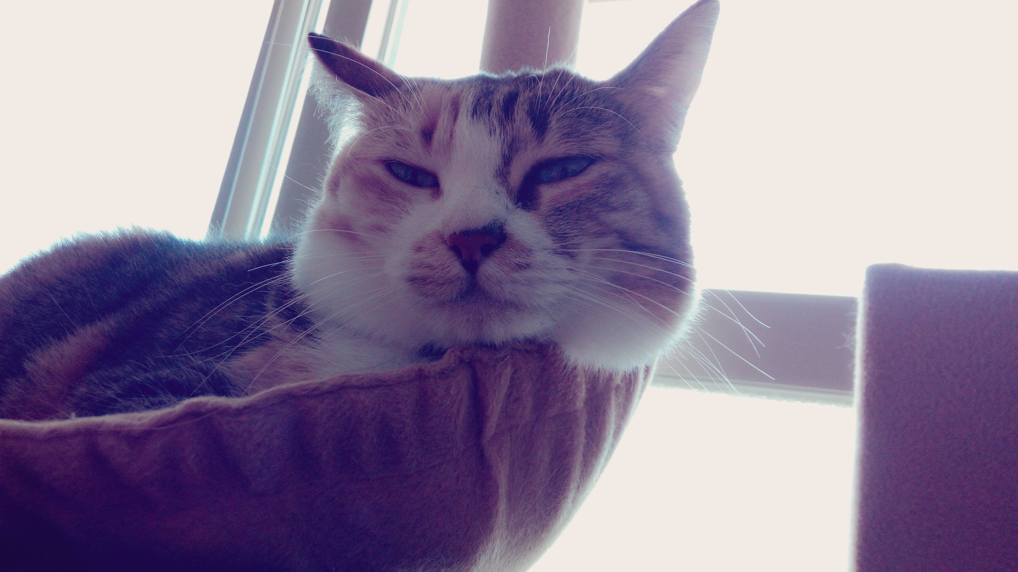 ねこきち。 猫太 (@nekotaro21) / X