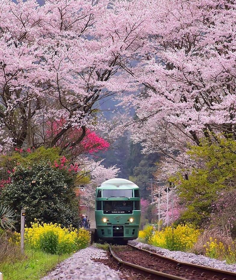 torarelaxtime's tweet photo. A beautiful Spring has come🌸 Let's travel with you🎵
#cherryblossom #cherryblossoms #cherryseason #SAKURA #travelphotography #photography #Landscape #landscapephotography #nature #naturephotography #spring https://t.co/0ib0cVA3kk
