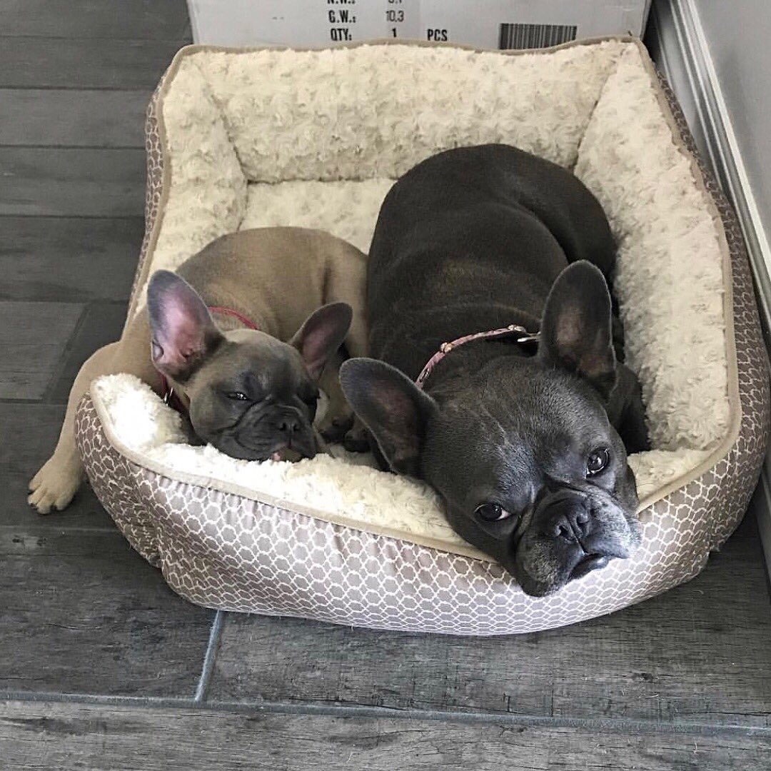 AAofficial's tweet photo. Happy late #nationalpuppyday from the dogs of Asking Alexandria https://t.co/iiNzcBqK8f