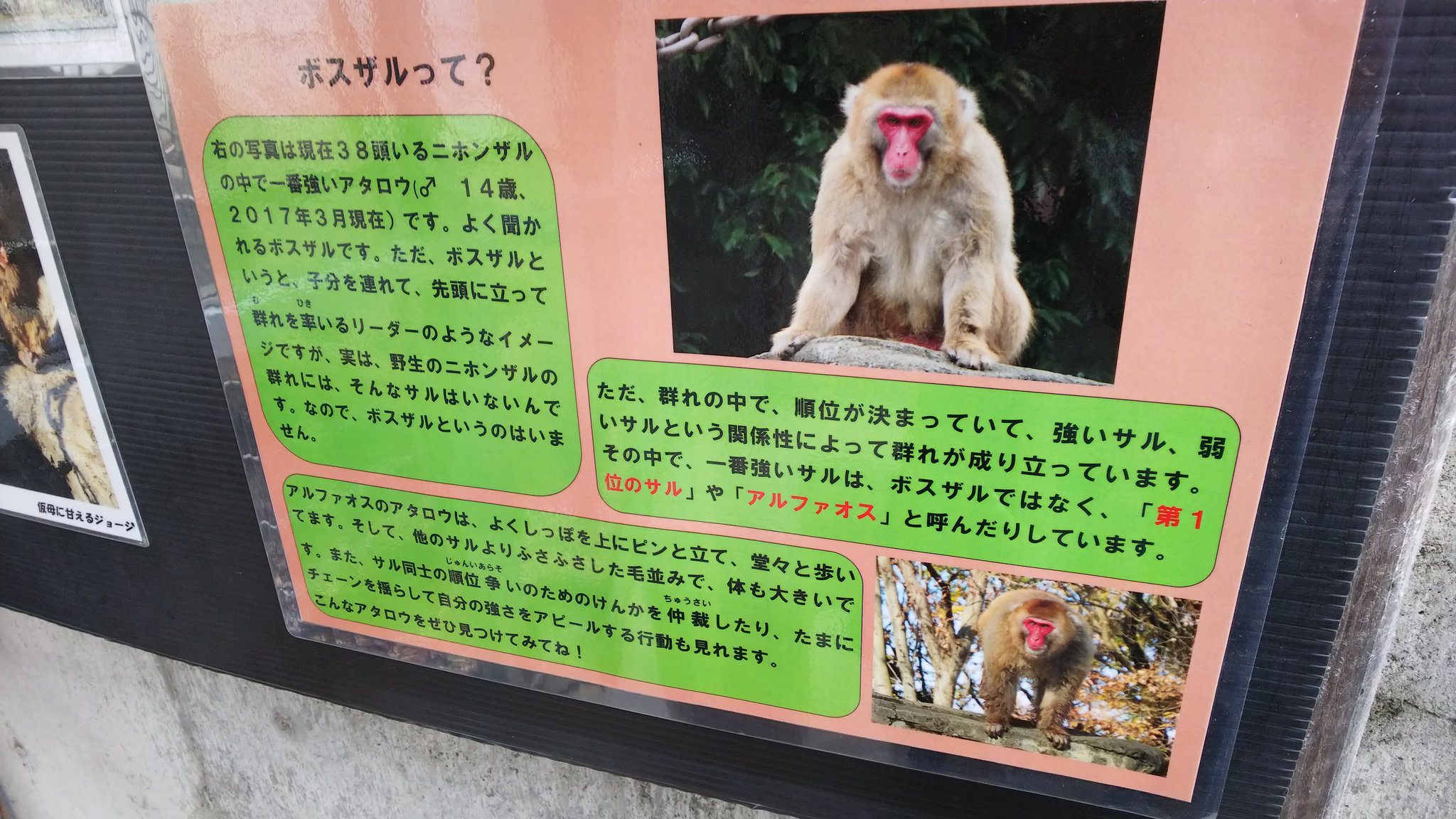 アルファオス Twitter Search Twitter