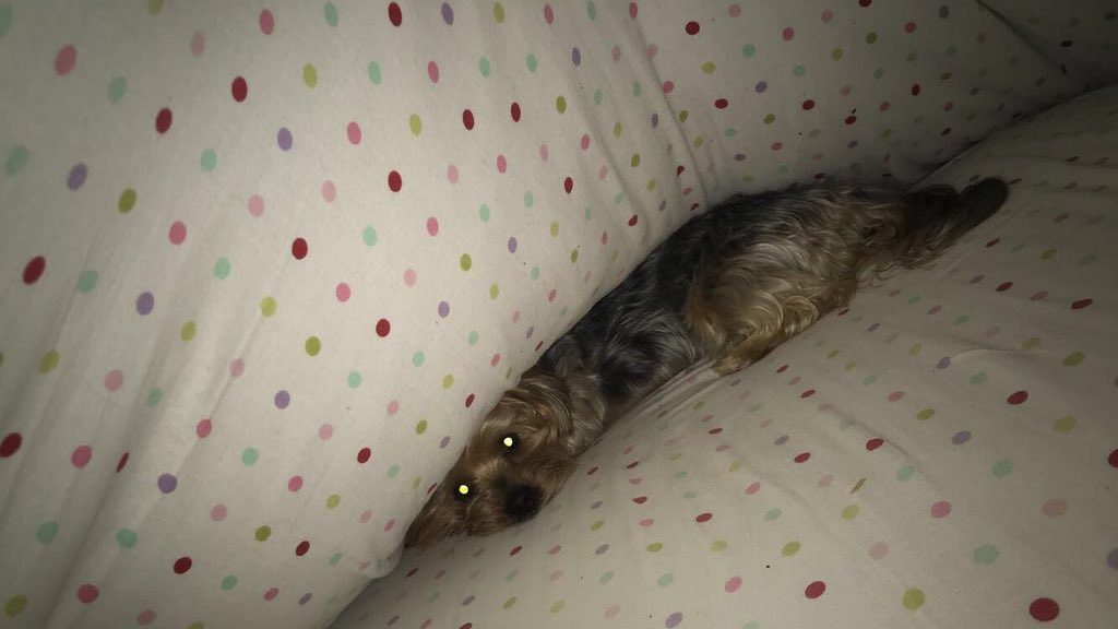 isabellasant99's tweet photo. @nickbrdar woof woof https://t.co/VPAQnqT8p8