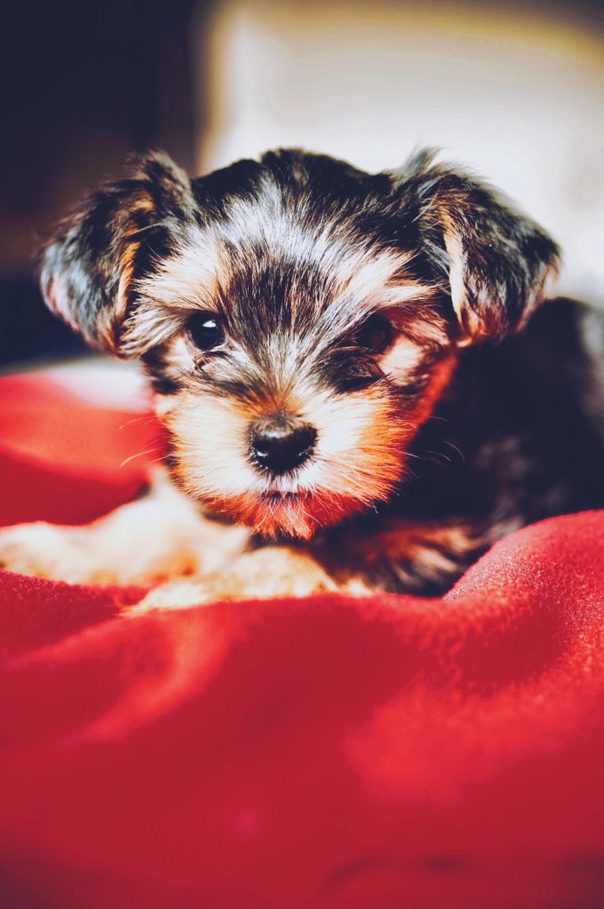 isabellasant99's tweet photo. @nickbrdar woof woof https://t.co/VPAQnqT8p8