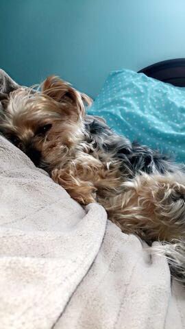 isabellasant99's tweet photo. @nickbrdar woof woof https://t.co/VPAQnqT8p8