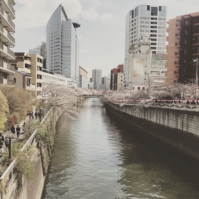maruseB1gallery's tweet photo. ポカポカと暖かい陽気に目黒川の桜もようやく咲きはじめました(^o^)
お花見ついでに目黒川からちょっと足を延ばしてmaruseにもぜひお立ち寄り下さい( ^ω^ )
#展覧会#ギャラリー#雑貨 https://t.co/wprabCyIDv https://t.co/CbxZR61FEq