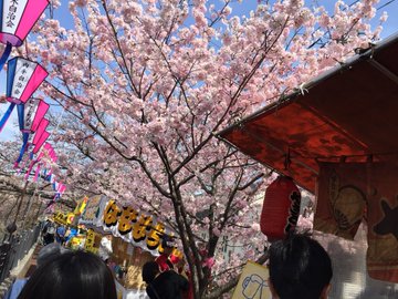 大岡川の桜の開花状況や見頃 花見ライトアップや屋台トイレ Life Is Happy