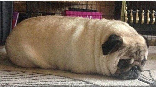 pug bread