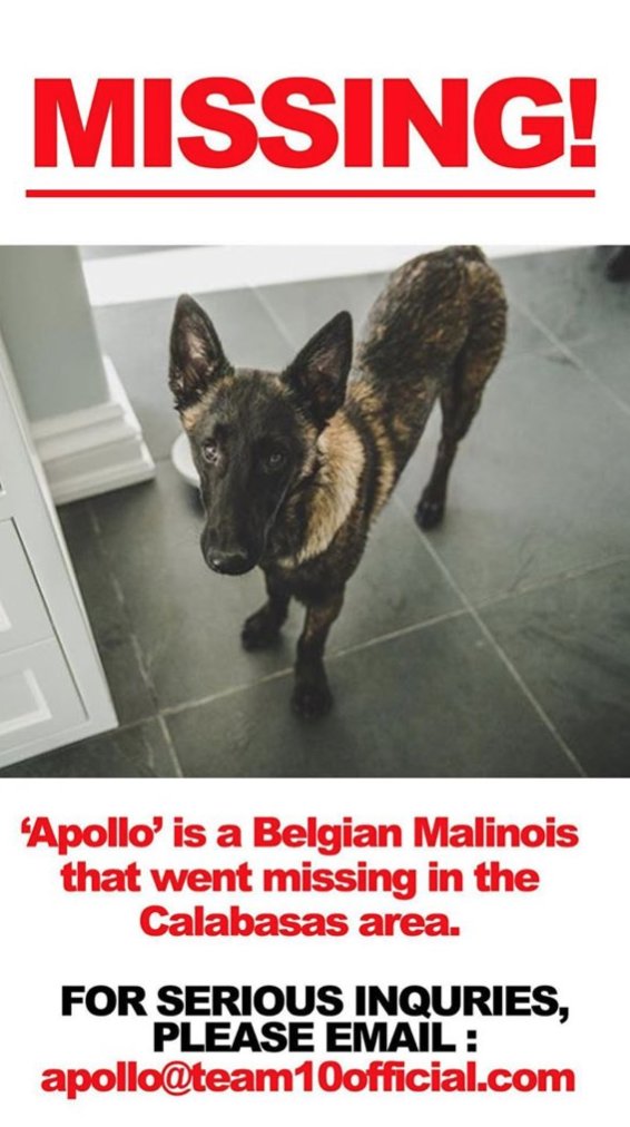 what breed is jake pauls dog apollo