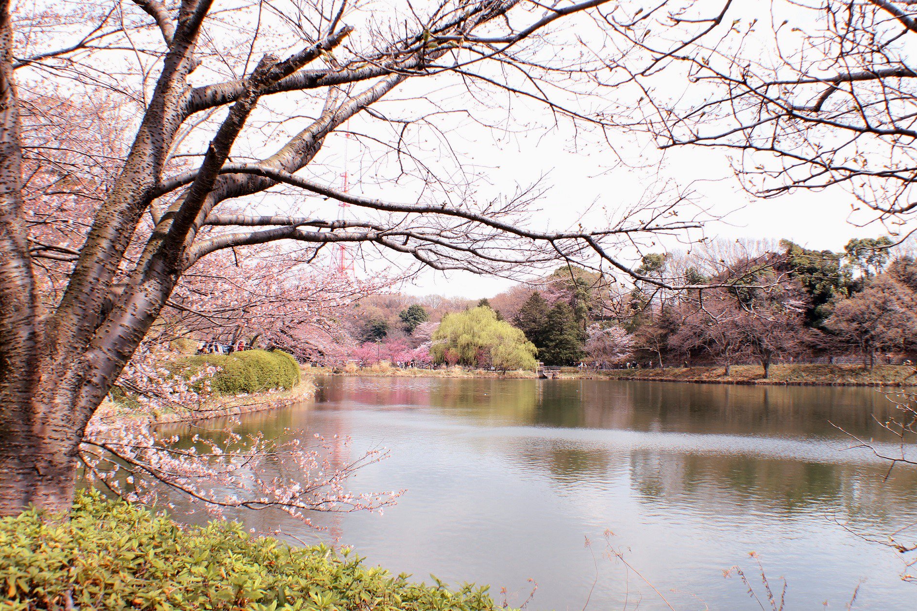 県立三ツ池公園 Twitter Search Twitter