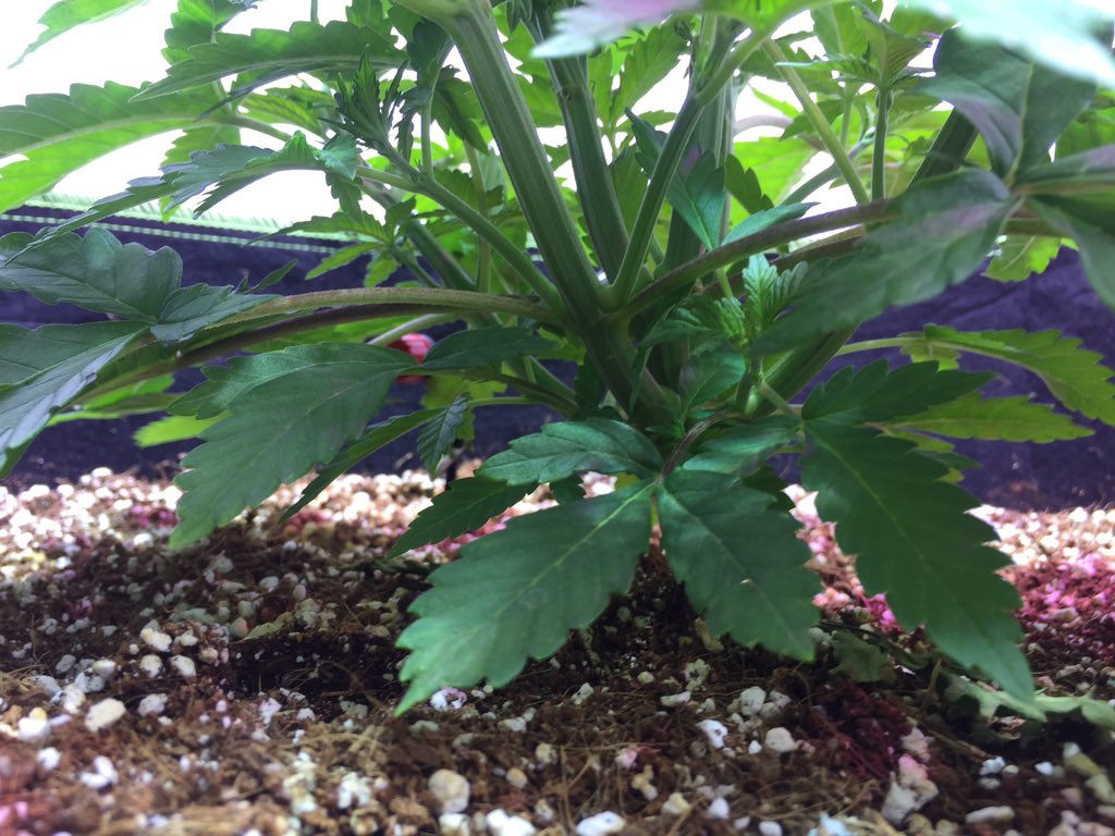 MannyRassGanja's tweet photo. Great branch formation...Beautiful plant. #weedismedicine #CannabisCommunity #cannabidiol #NationalAgDay #420jobs #2018cannabisstrong #420Moments #bcbud #blazing #blaze #420Moments #ganjagirls #ganja #indica #sativa #dopers #Growers #cannabidiol #BloomTHC #CannabisCommunity https://t.co/U2tx9fYrva