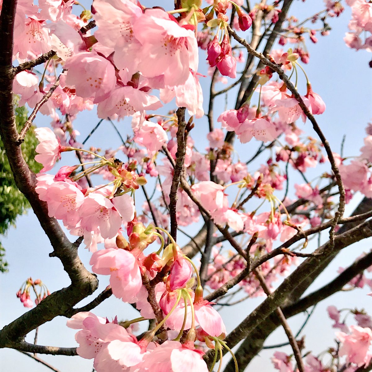 実家の桜がとっても綺麗に咲いてた