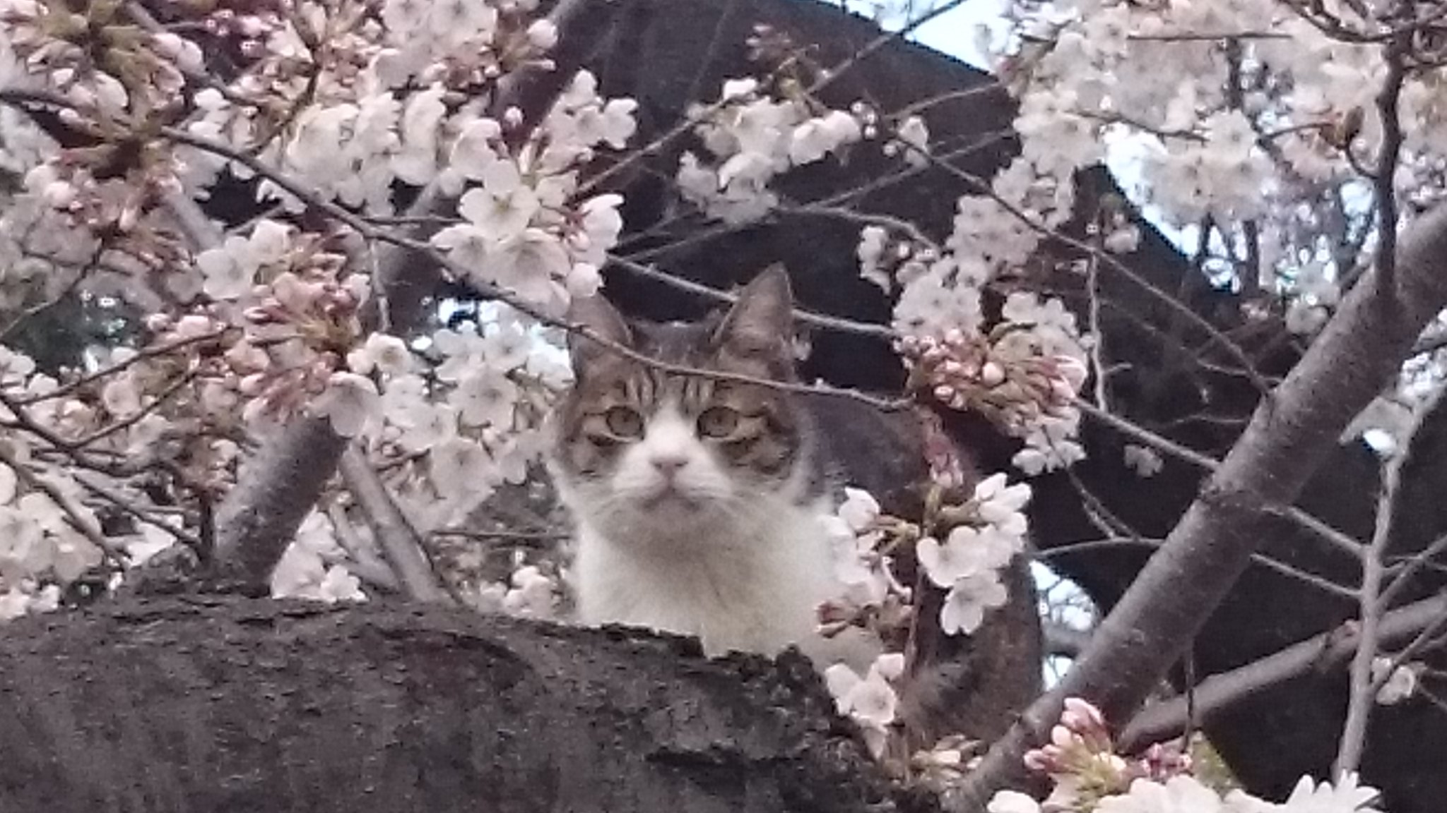 ピース 上野公園に桜と猫 人だかりにも動じず寛ぐネコ お花見かな 猫 ネコ 桜 上野公園 T Co Zqv9zohrhj Twitter