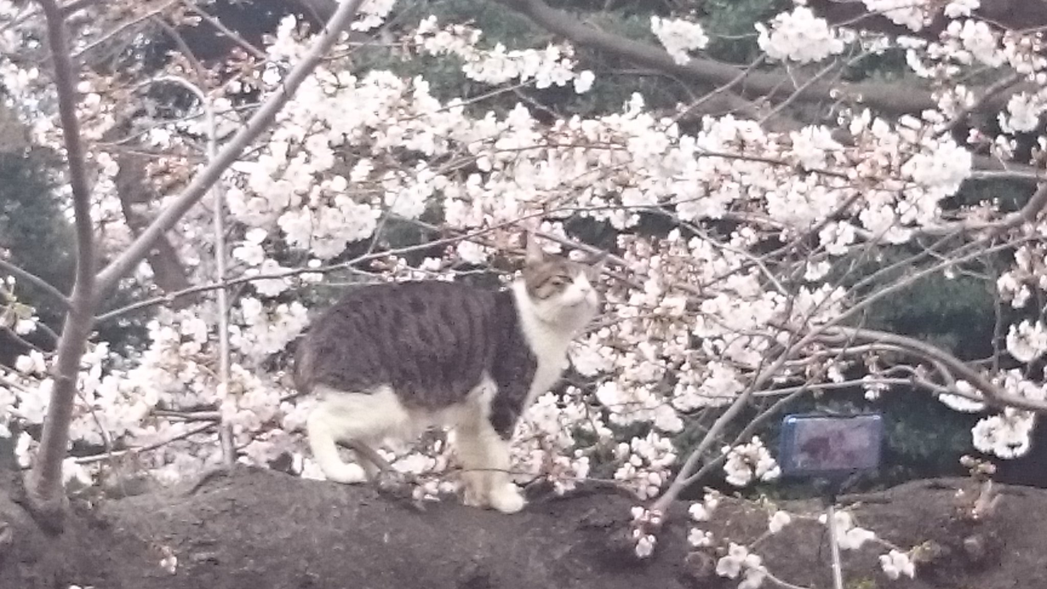 ピース 上野公園に桜と猫 人だかりにも動じず寛ぐネコ お花見かな 猫 ネコ 桜 上野公園 T Co Zqv9zohrhj Twitter