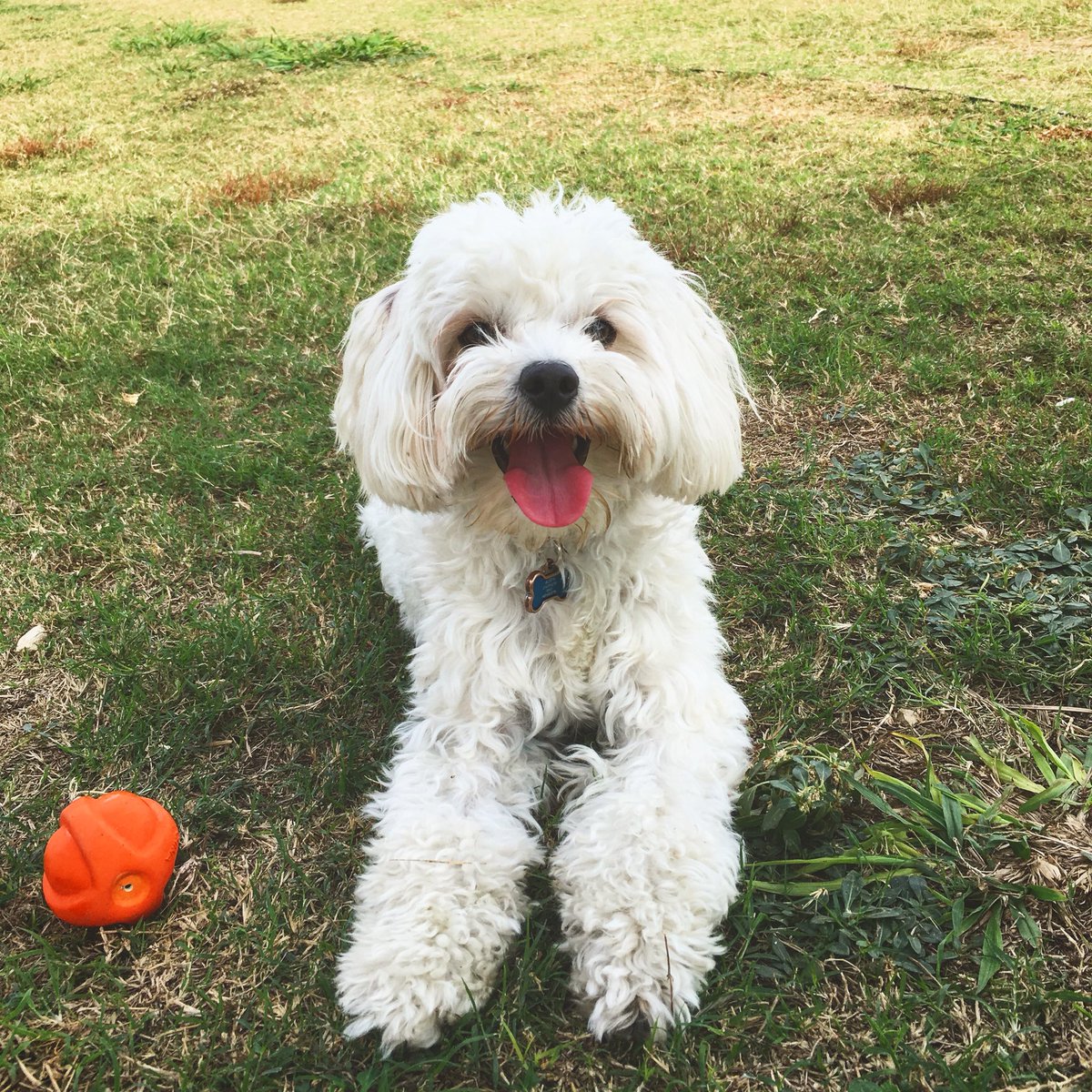 austincclark's tweet photo. #NationalPuppyDay https://t.co/R5gB8K3d9w