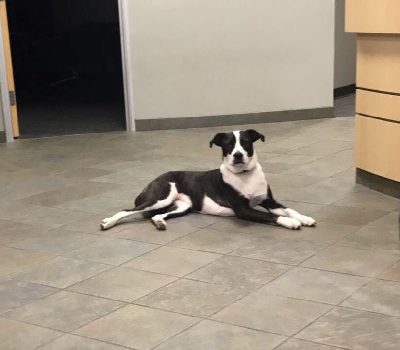 dcbConstruction's tweet photo. Happy #NationalPuppyDay to our favorite four legged friend, Wednesday! Have a great weekend everyone! #teamdcbmascot https://t.co/7jIJyy5hJl