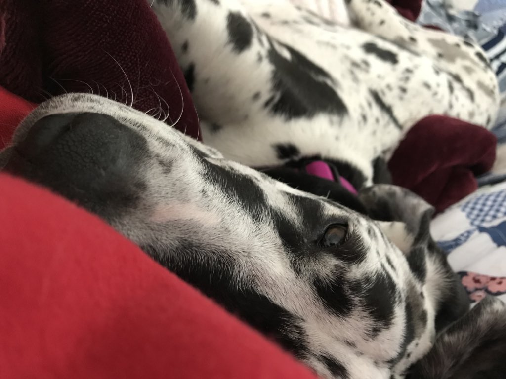 alienstwin's tweet photo. I miss my puppy while I’m on vacation #NationalPuppyDay https://t.co/YZzjn8NVMc