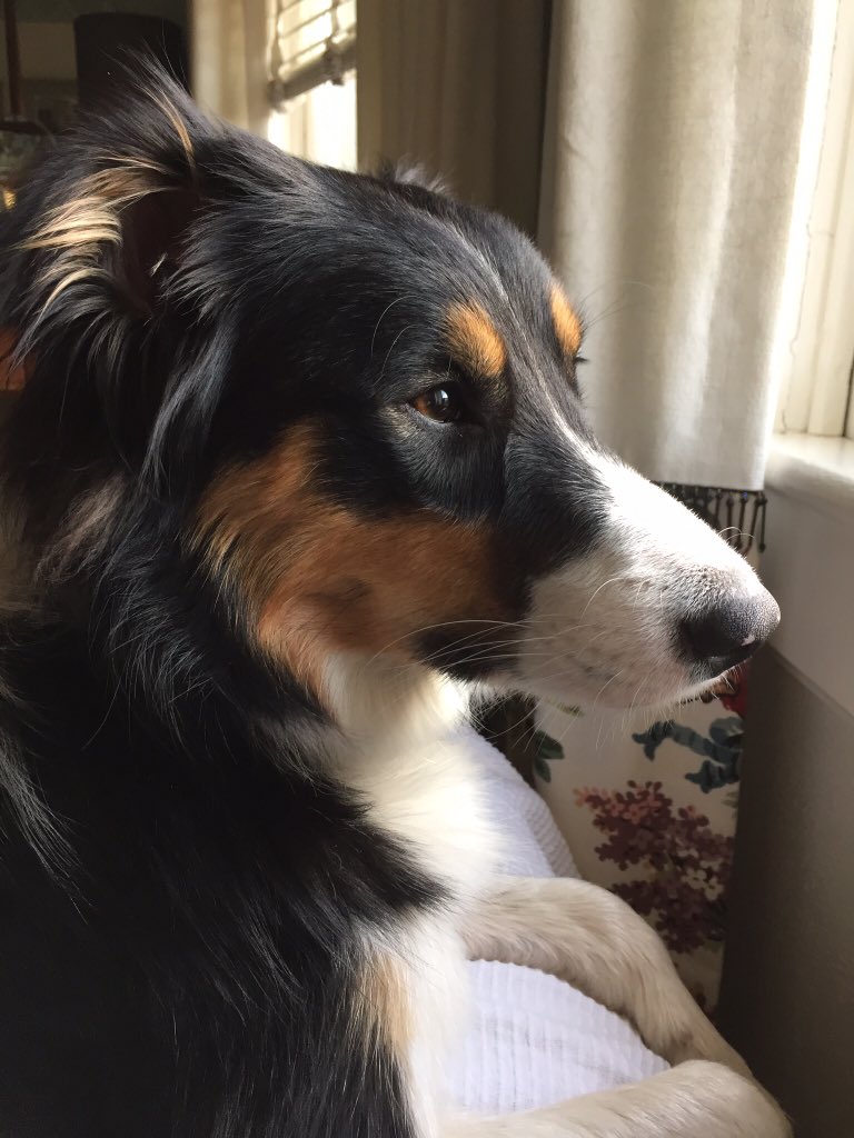 EMGD's tweet photo. @dog_rates My girl Fergie https://t.co/HQqhEz5Yhg