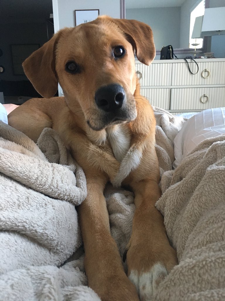 alymsander's tweet photo. @dog_rates  https://t.co/L198IvEoaE