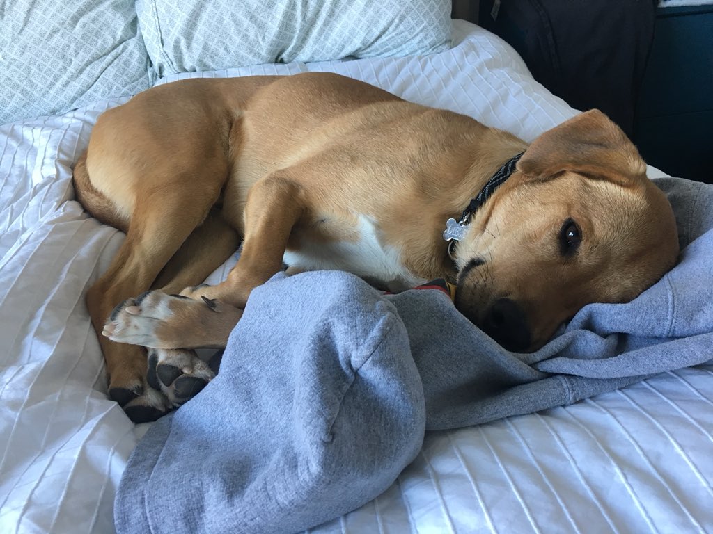 alymsander's tweet photo. @dog_rates  https://t.co/L198IvEoaE