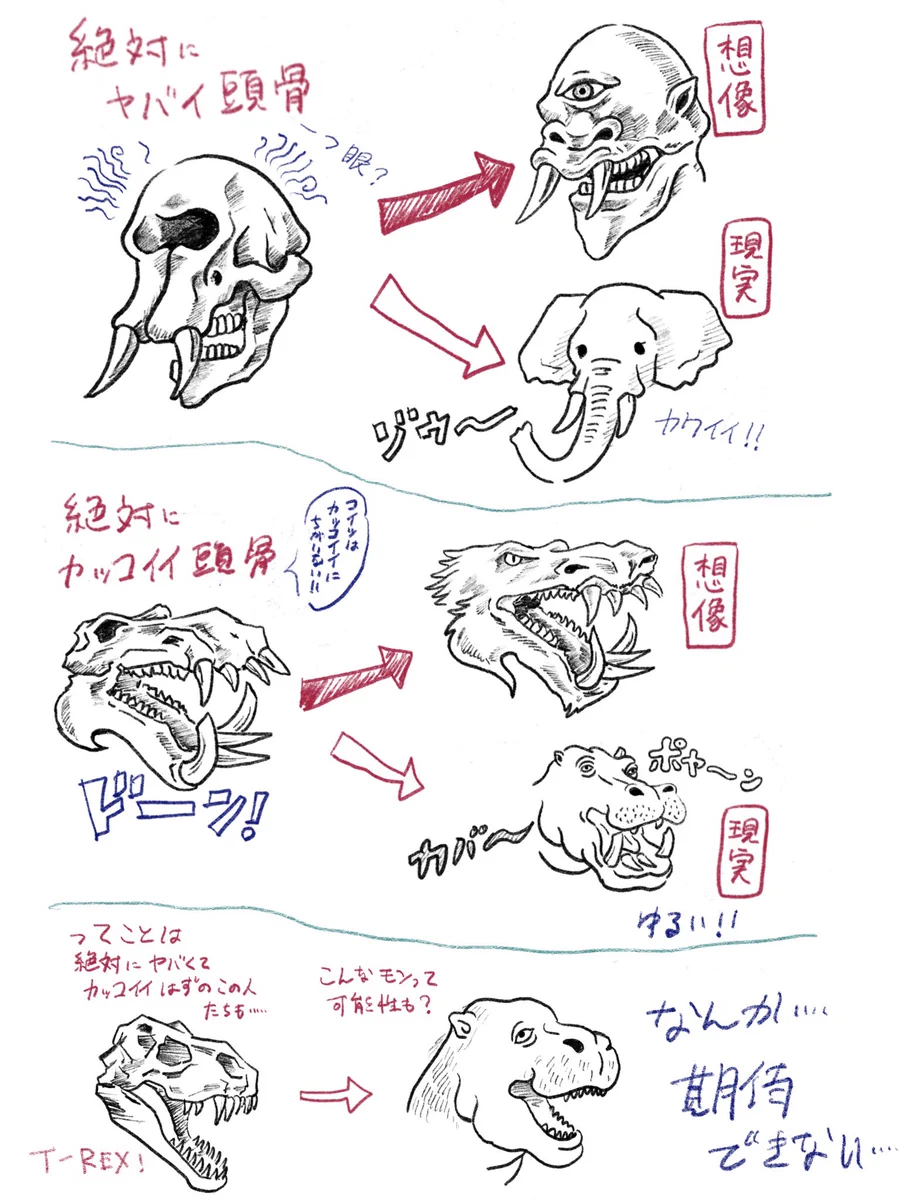 常に理想と現実はある？動物の頭骨も真の姿を知るとイメージと違うｗ