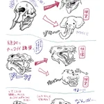 常に理想と現実はある？動物の頭骨も真の姿を知るとイメージと違うｗ