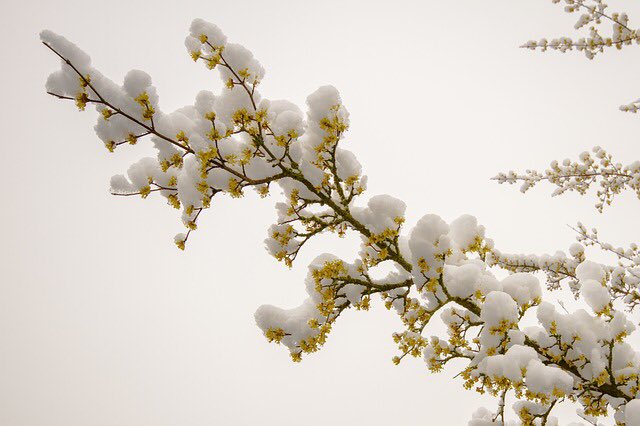 Natsuno S Haiku Natsuno358 Twitter Natsuno S Haiku Natsuno358 Twitter