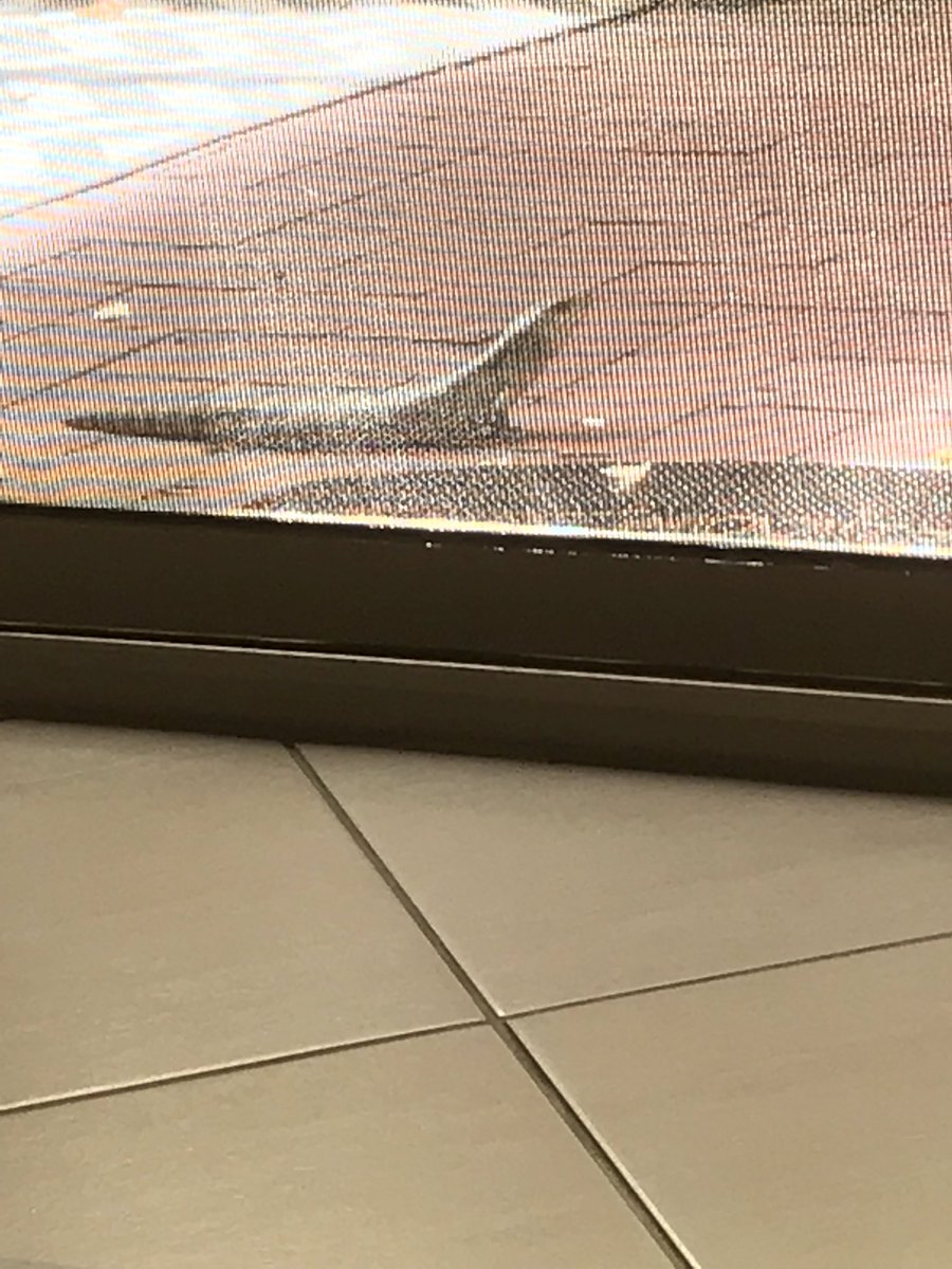 Been waiting 20 minutes to go out the back. Can’t bear to disturb this guy at my back door. #animallover #basking