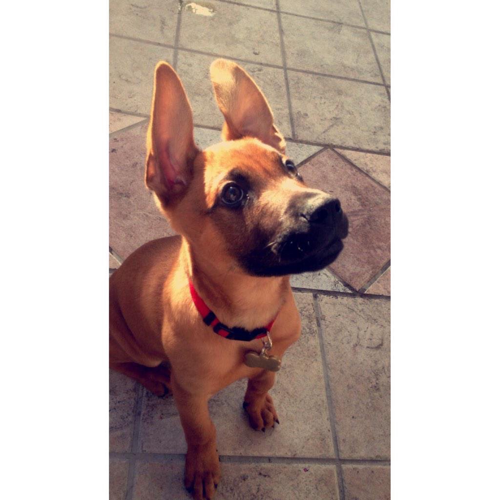 RileyBrice's tweet photo. Did someone say #NationalPuppyDay https://t.co/bVg4EMuUL3