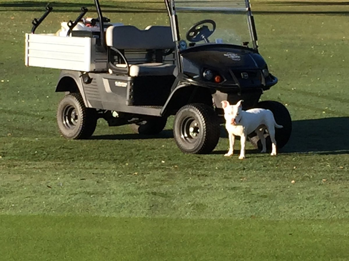 nateslgcs's tweet photo. Happy National Puppy Day! #imamaverick https://t.co/Osrw2Xgnm7