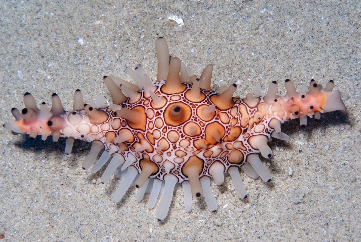 inaturalist's tweet photo. A South African diver photographs some incredible Shuttlecock Egg Cowries feeding on a colony of sea pens off of #Mozambique - it's our Observation of the Week! Read all about it: https://t.co/hWjzea76PM #diving #cowrie #MarineBiology #scuba #nature https://t.co/rYZdxQm3li