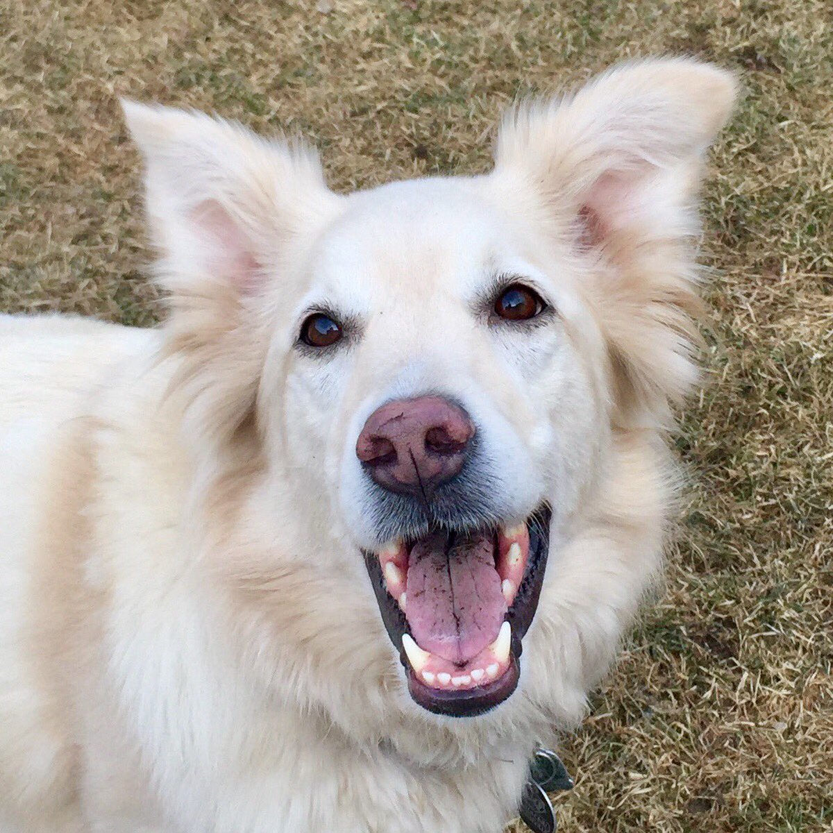 sadie_424's tweet photo. Anipals! We would love for you to follow our friend @sschreypetdraw - she is working on realizing her dream of being a full time pet artist/illustrator and we think she is SUPER talented! #ZSHQ #dogsoftwitter #doglovers https://t.co/JvrcSEKD8F