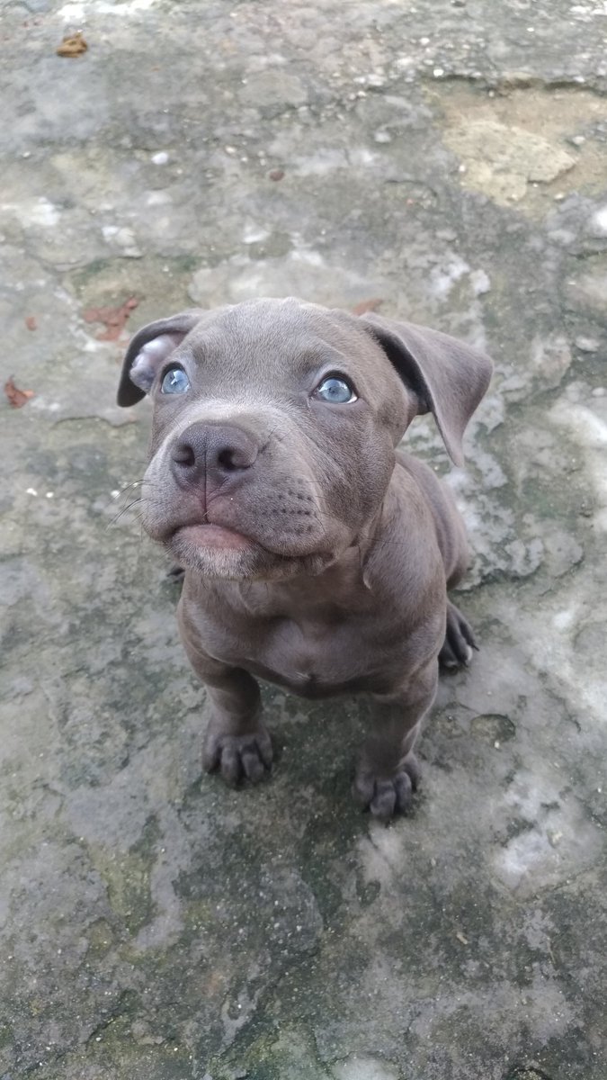 Benematteo's tweet photo. Um filho mais bonito que o meu Thomas Gohan? Tem nรฃo meno! ๐๐ผ๐ #Pitbull #americanterrier #bluenouse #pitbrabo #filhao https://t.co/O78YKbcw3z