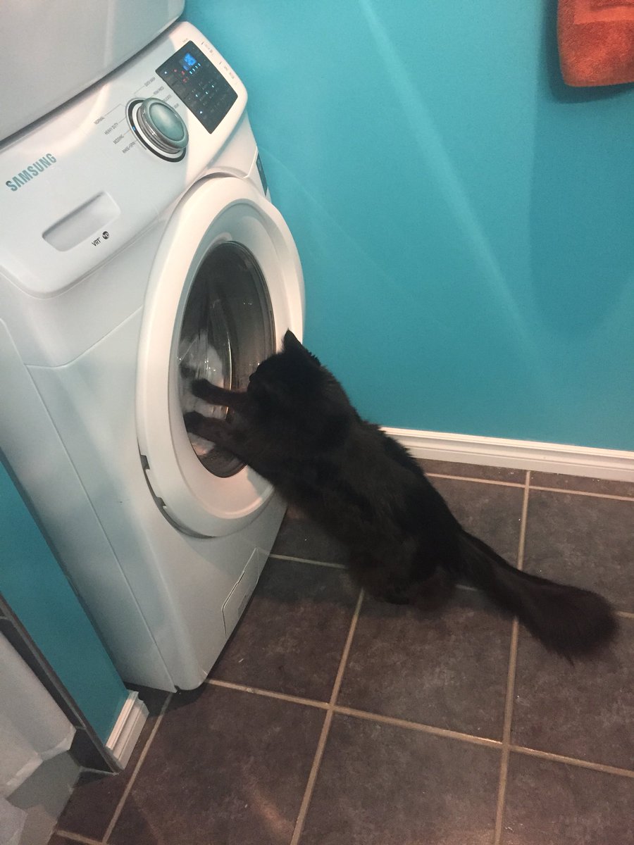 suprserenestorm's tweet photo. @AaronLinguini enjoy my cat trying to play with the washer. his name is midnight and he is absolutely cuddle-able https://t.co/hos2bHBhZp