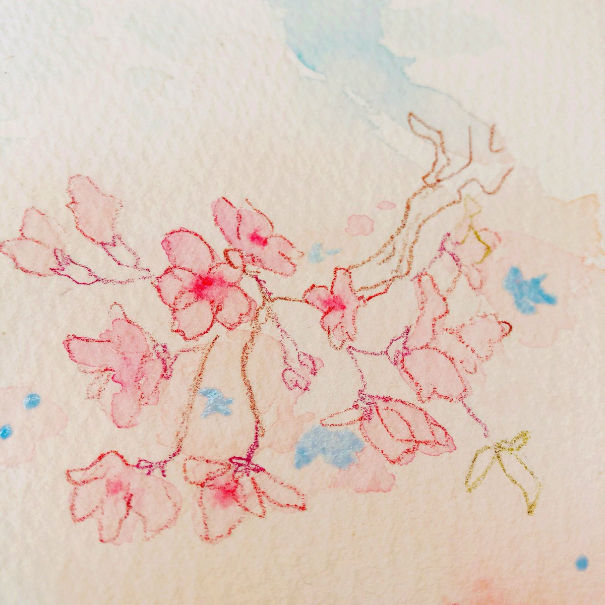 まめこ 5 8 土 イラ集通販しますー A Twitter ローズマダージェニュインとスカーレットレーキで桜に色をのせる Pwcのローズマダージェニュインはほんと透明に透き通って綺麗に輝くから好き ほんのり甘い香りで癒し効果抜群 スカーレットレーキは大好きな春蔵絵の具を